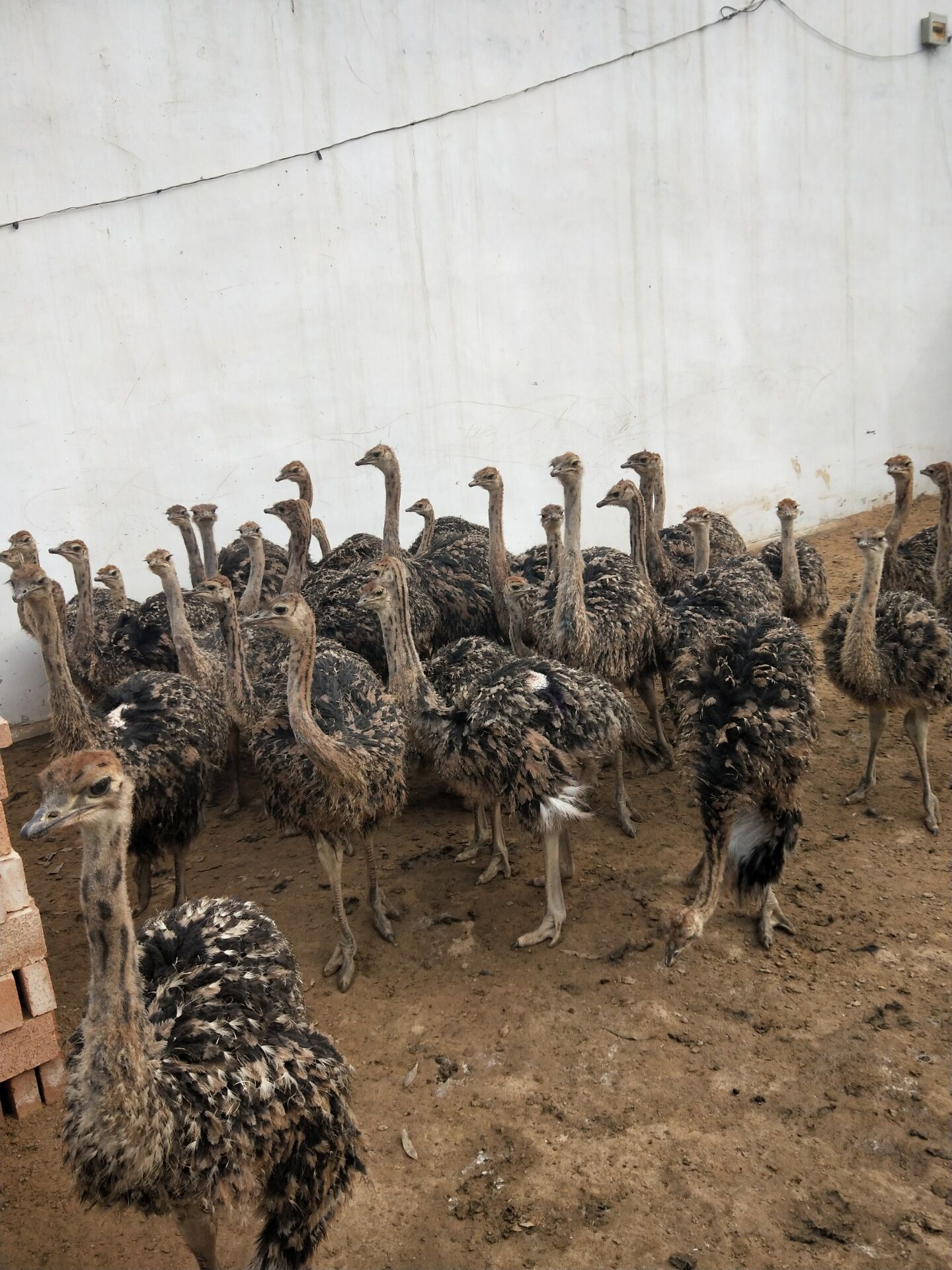 鸵鸟苗非洲鸵鸟包技术 小鸵鸟多少钱一只