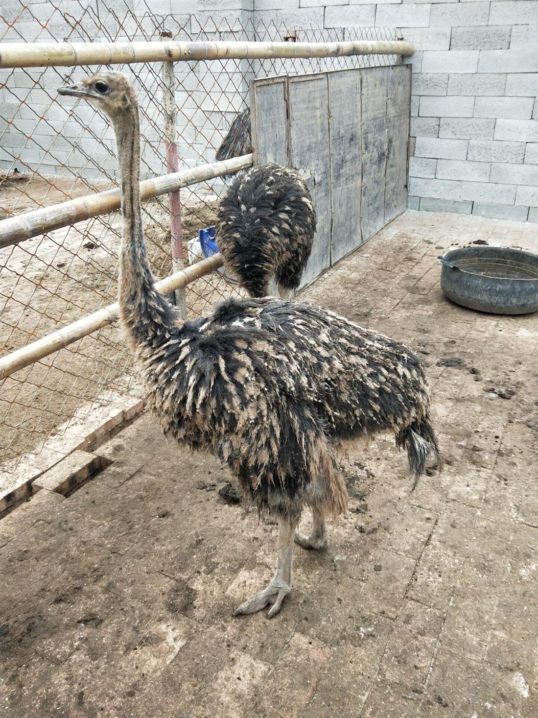 鸵鸟苗非洲鸵鸟供应 小鸵鸟多少钱一只