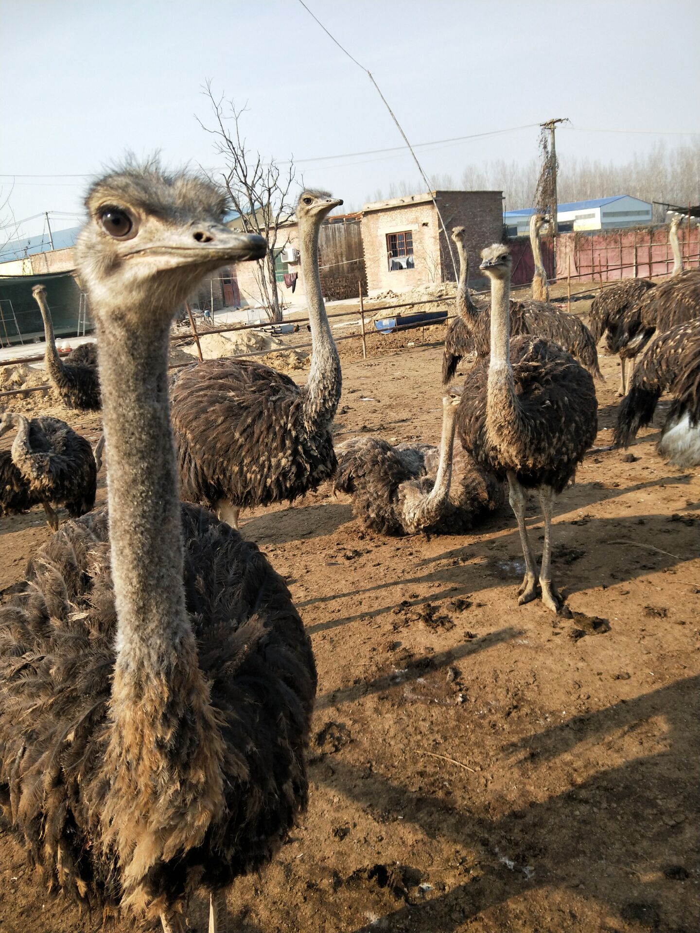 非洲鸵鸟苗非洲鸵鸟供应 一般养多久 现在订购送货到家