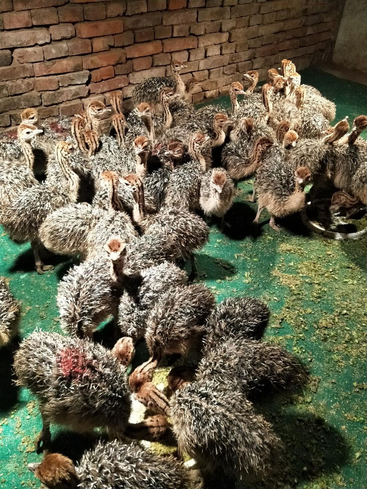 非洲鸵鸟苗非洲鸵鸟实地考察 鸵鸟苗市场价格