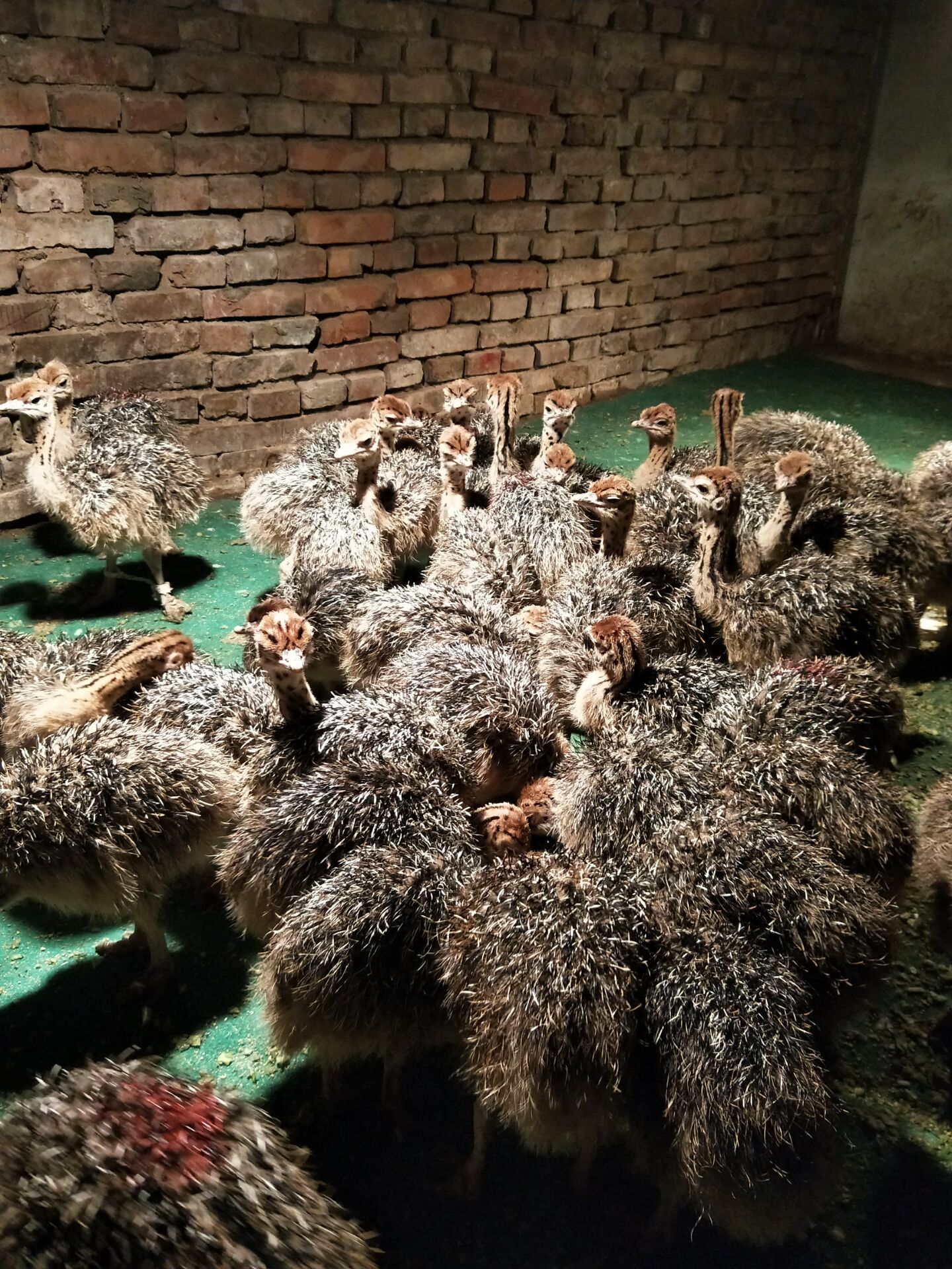 成年大鸵鸟非洲鸵鸟批发价 鸵鸟包回收价格 现在订购送货到家