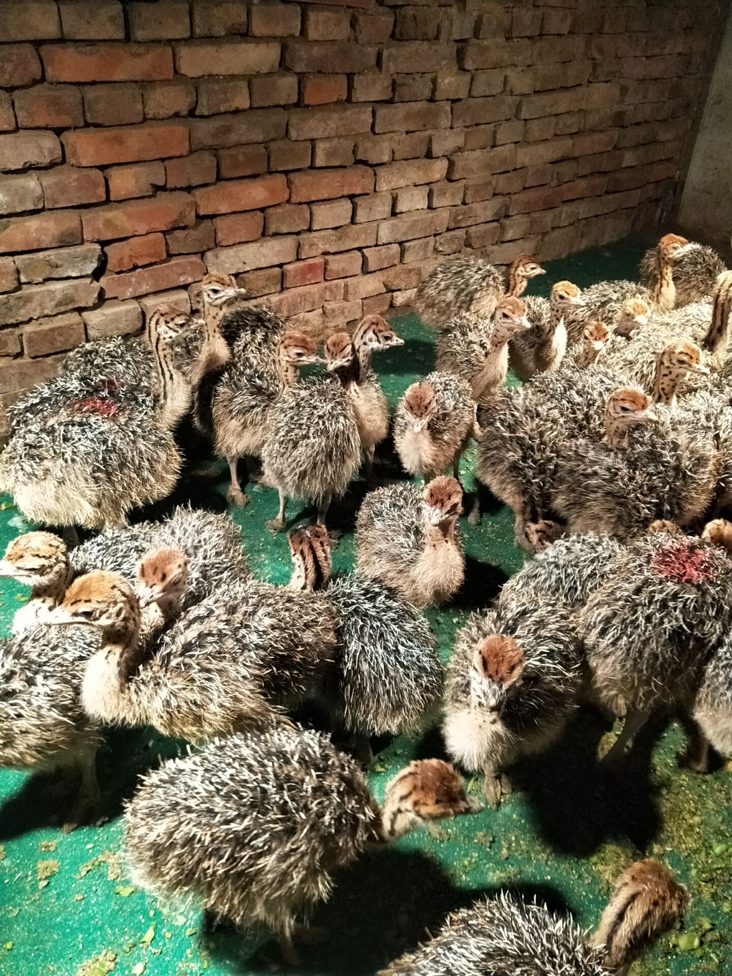 非洲鸵鸟 鸵鸟包回收价格