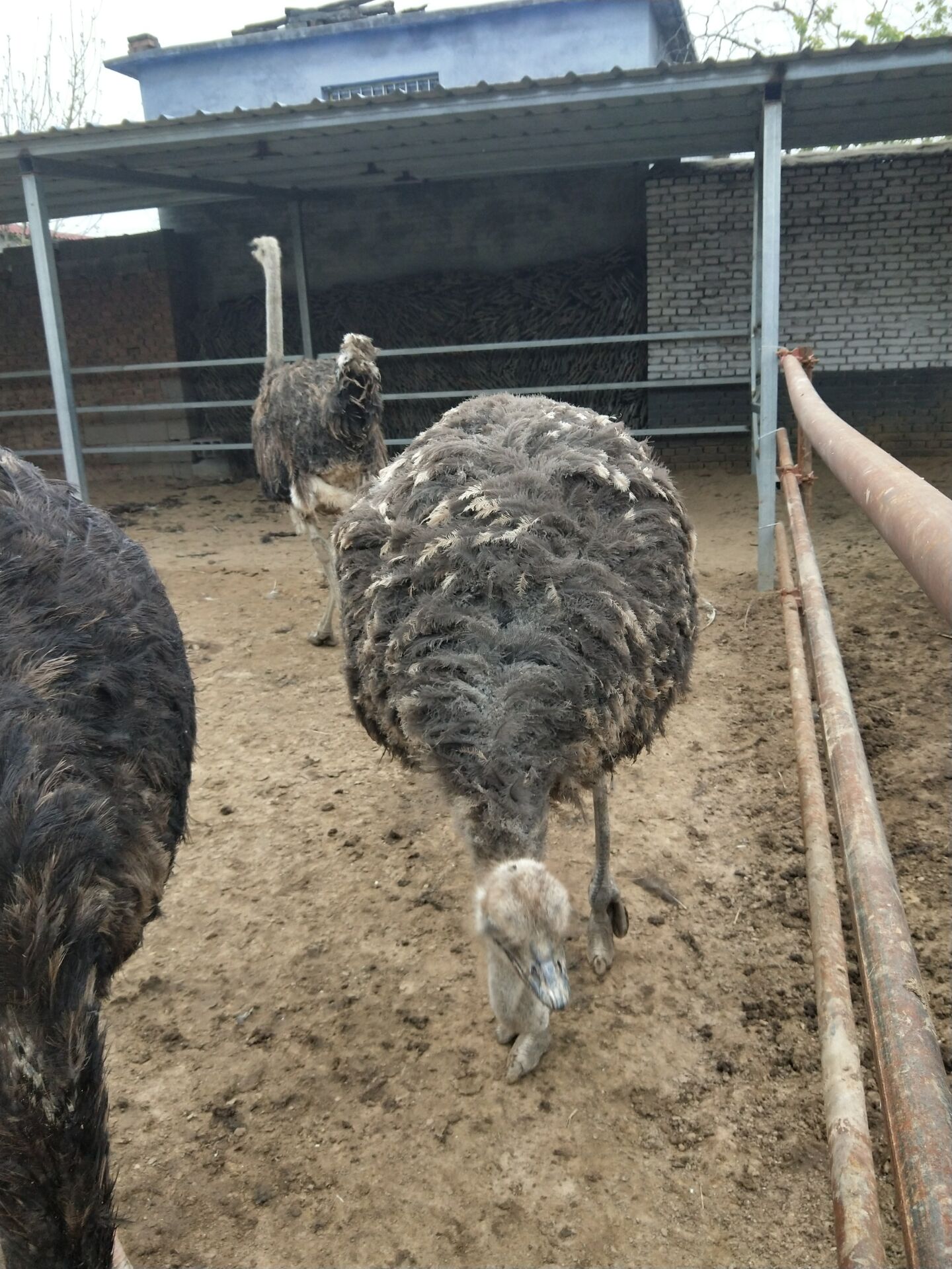 成年大鸵鸟非洲鸵鸟