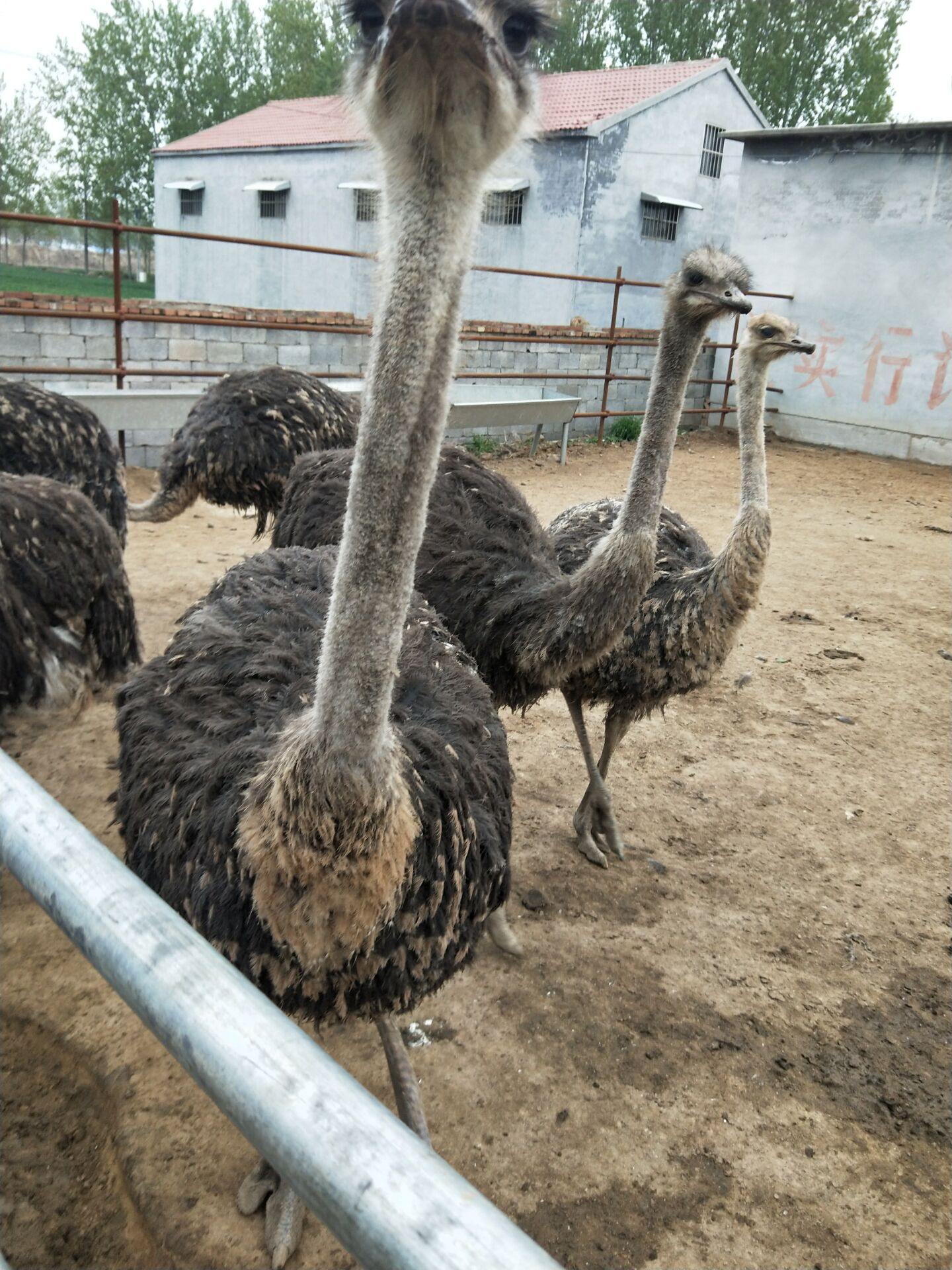 鸵鸟苗非洲鸵鸟厂家直销 鸵鸟苗在哪里可以买到
