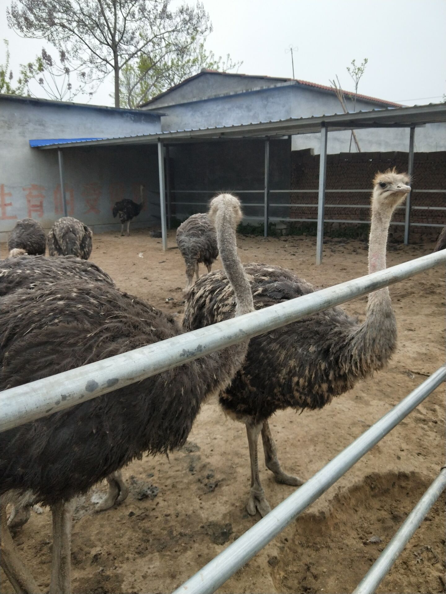 鸵鸟苗非洲鸵鸟批发价 鸵鸟苗价钱