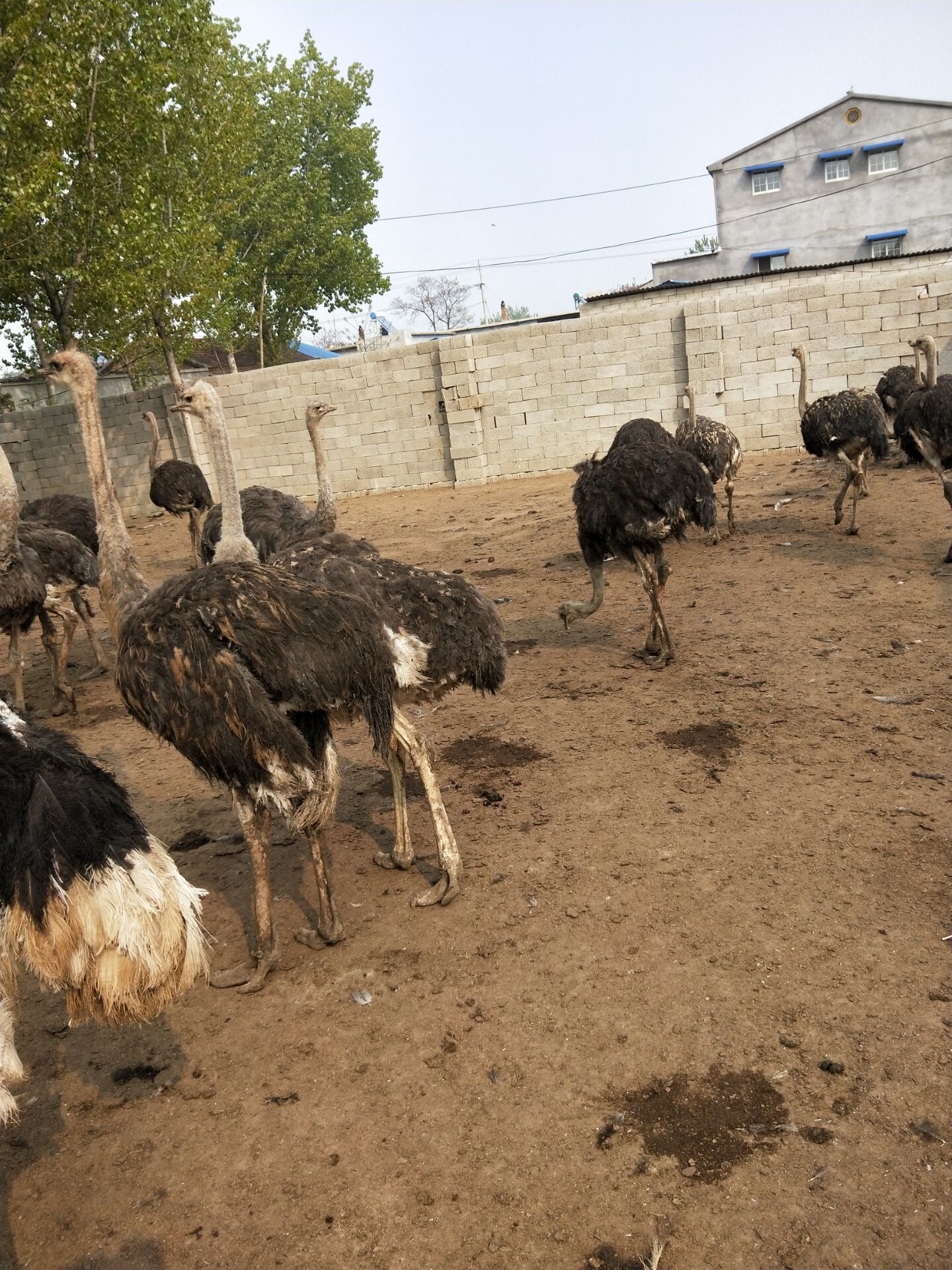 附近非洲鸵鸟批发零售 行情报价 现在订购送货到家