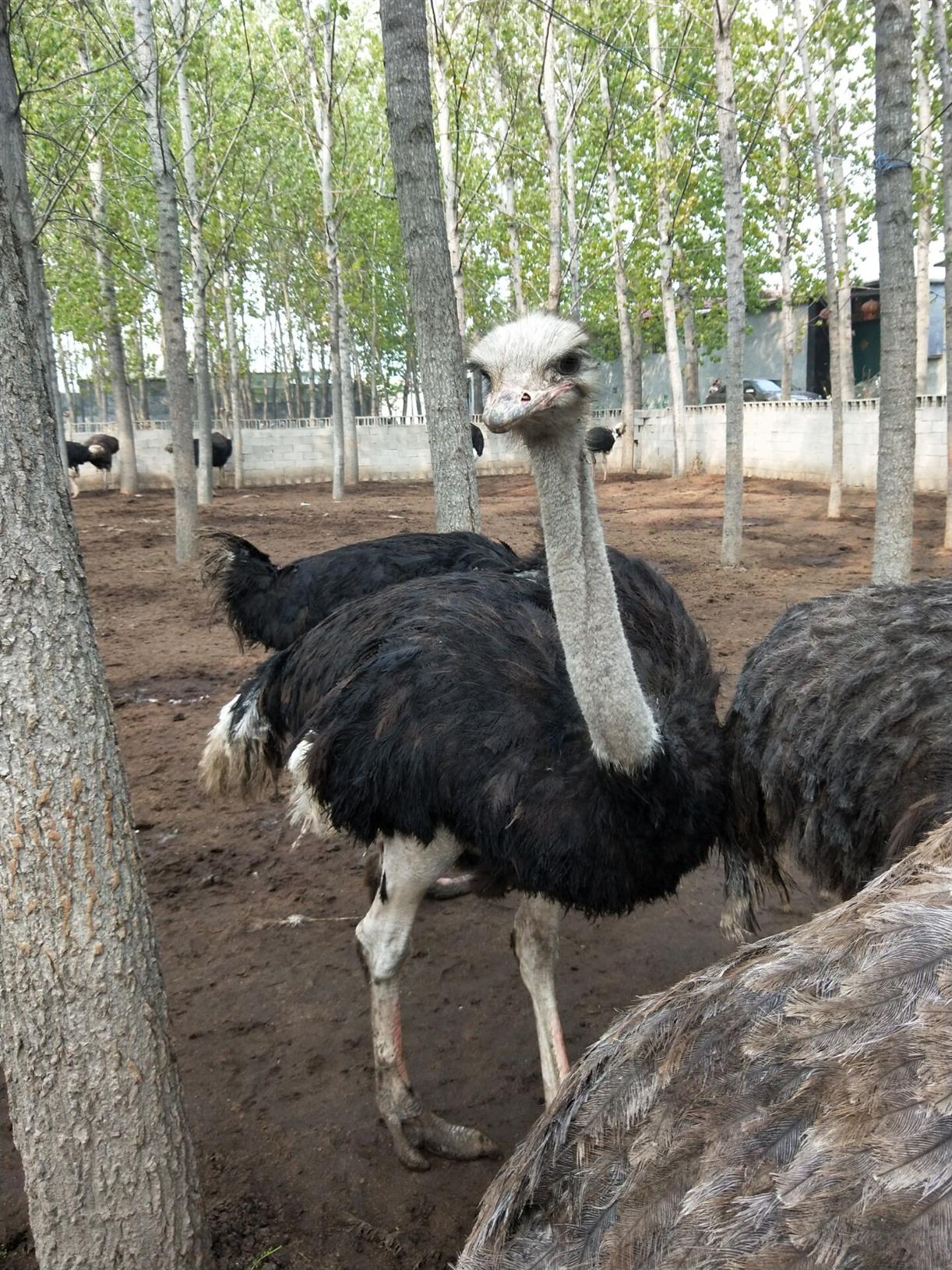 附近非洲鸵鸟 多少只起批发