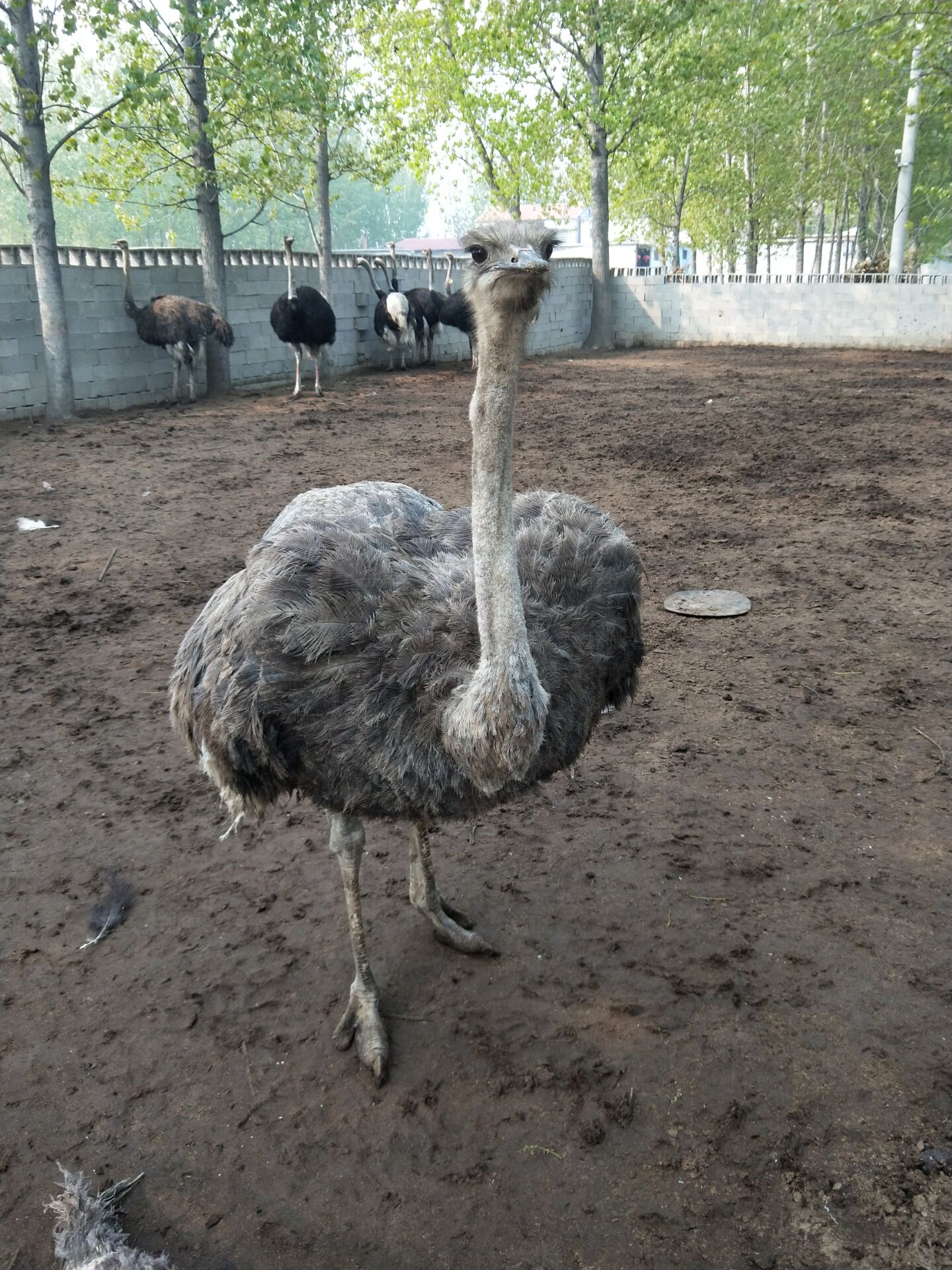 纯种非洲鸵鸟批发零售 大鸵鸟有多重 提供技术指导