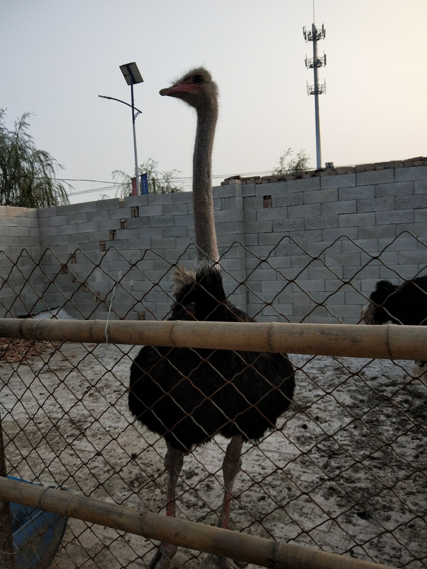 鸵鸟苗非洲鸵鸟厂家直销批发基地