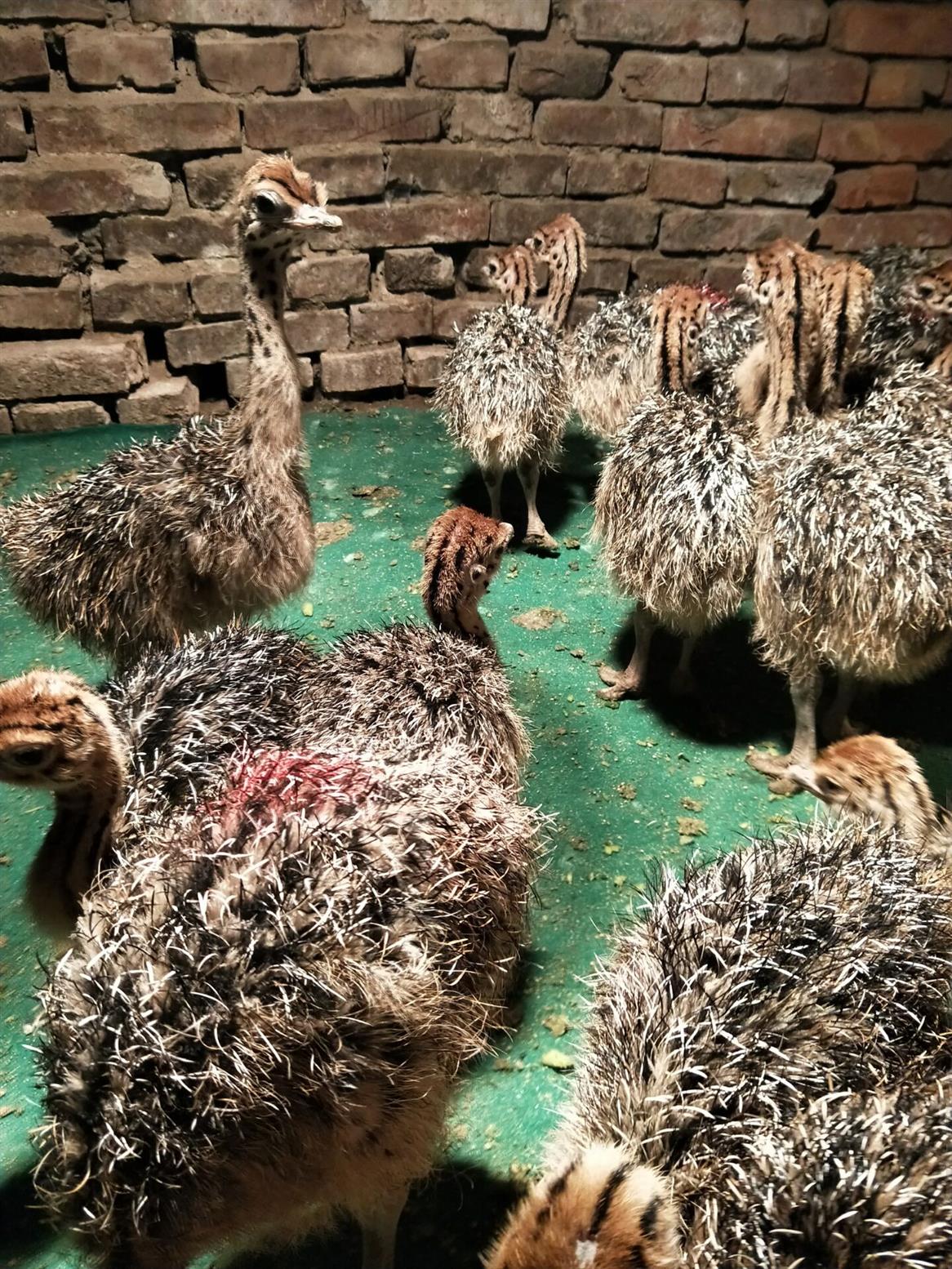 纯种非洲鸵鸟实地考察小鸵鸟多少钱一只