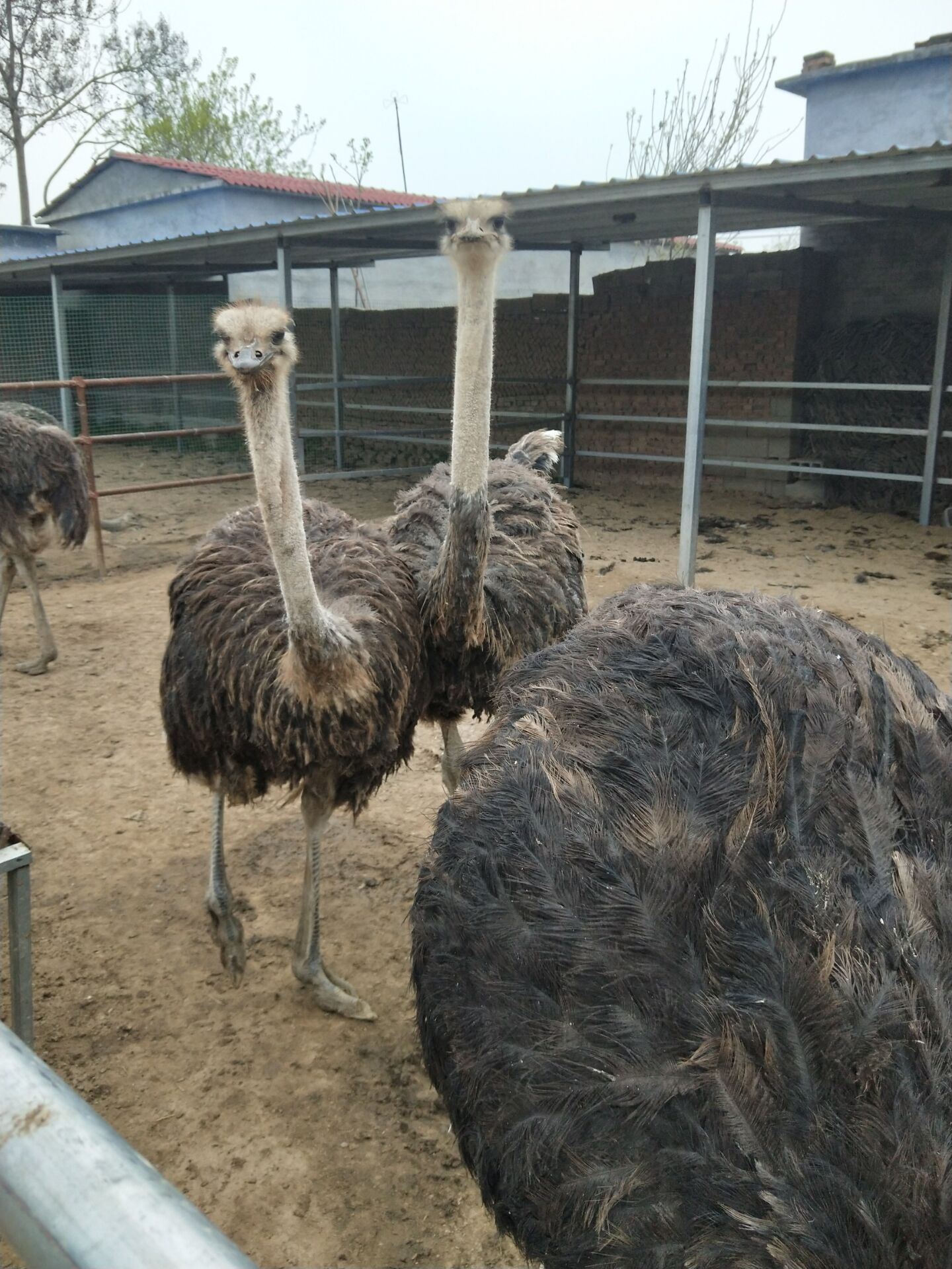 现在非洲鸵鸟成年下蛋鸵鸟哪里有
