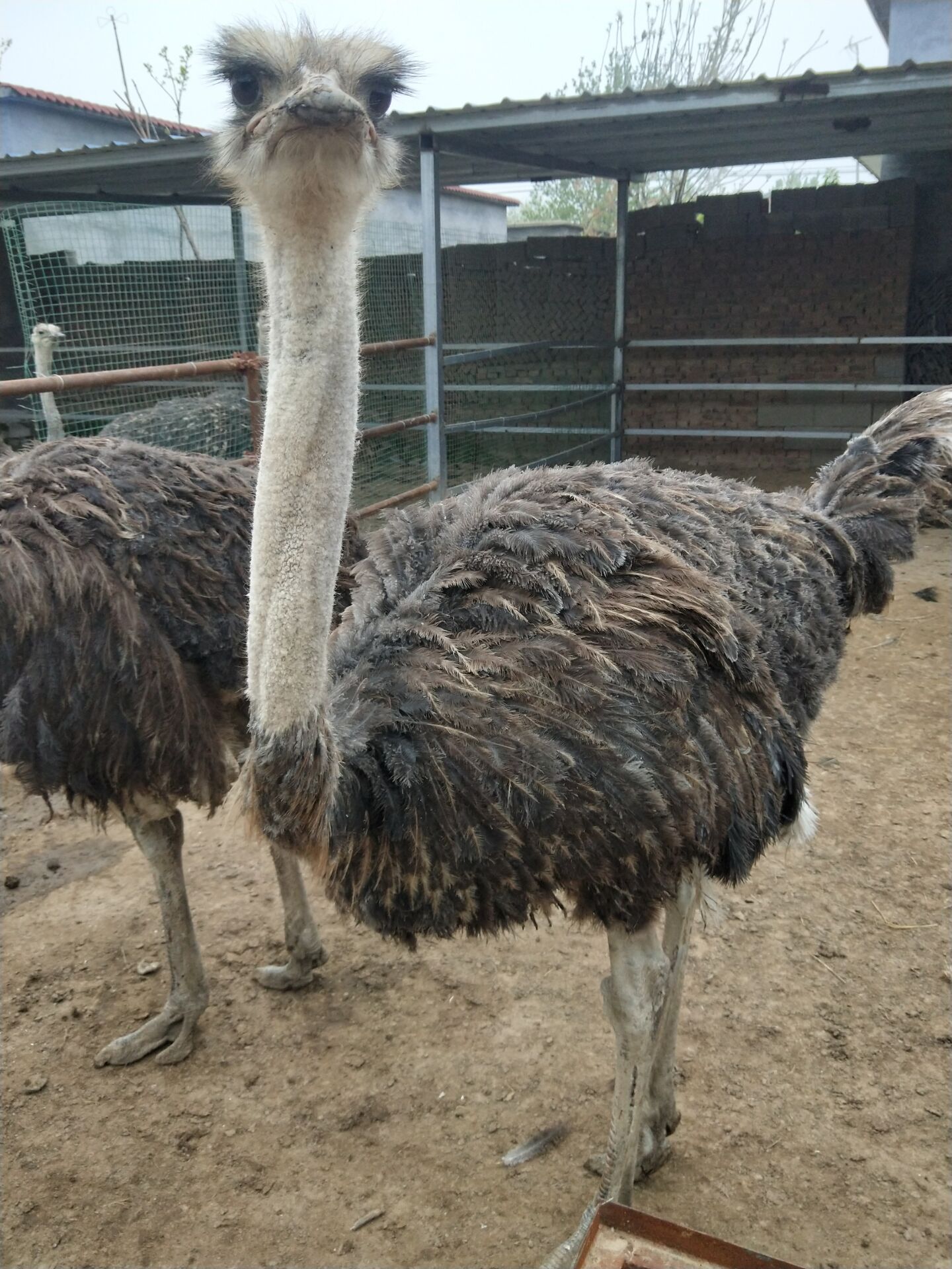 非洲鴕鳥苗非洲鴕鳥供應