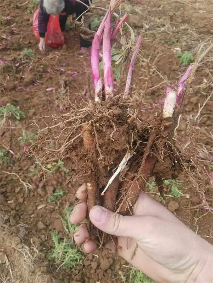 批发赤芍苗 赤芍种植利润 市场需求量大