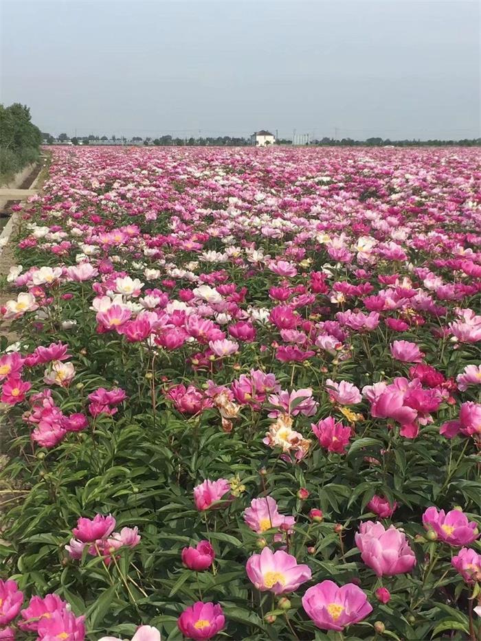 去哪买赤芍苗公司 种植赤芍一亩地收益 市场需求量大