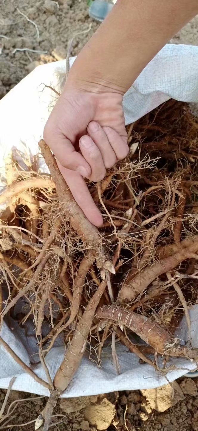 去哪买赤芍苗欢迎咨询赤芍种植利润价格稳收益高