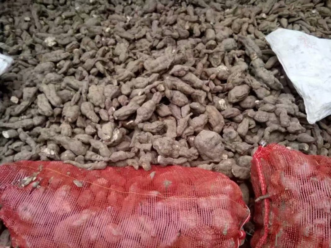 改良何首乌苗公司何首乌种子价格