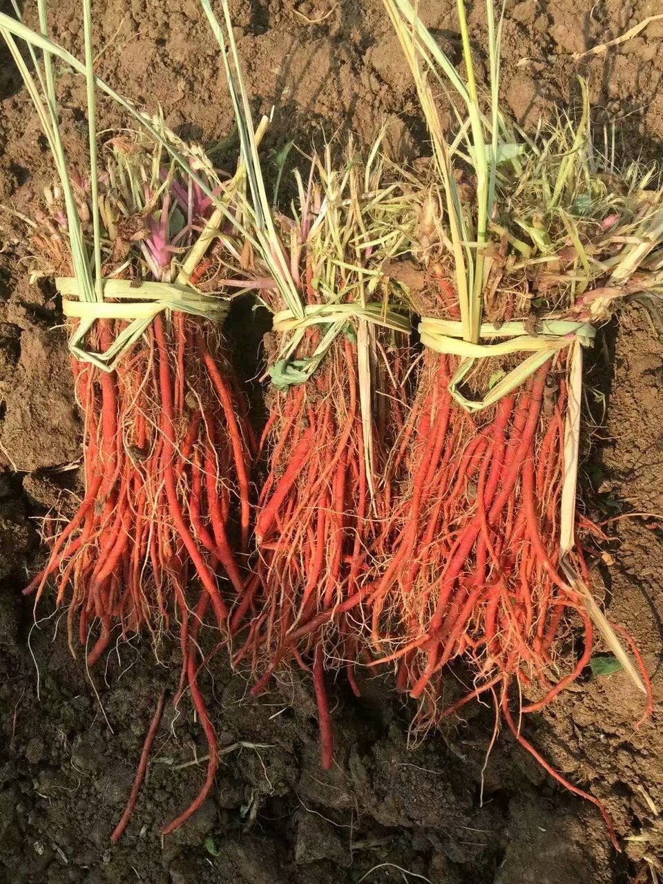 哪有丹参苗电话求购血参苗价格稳收益高