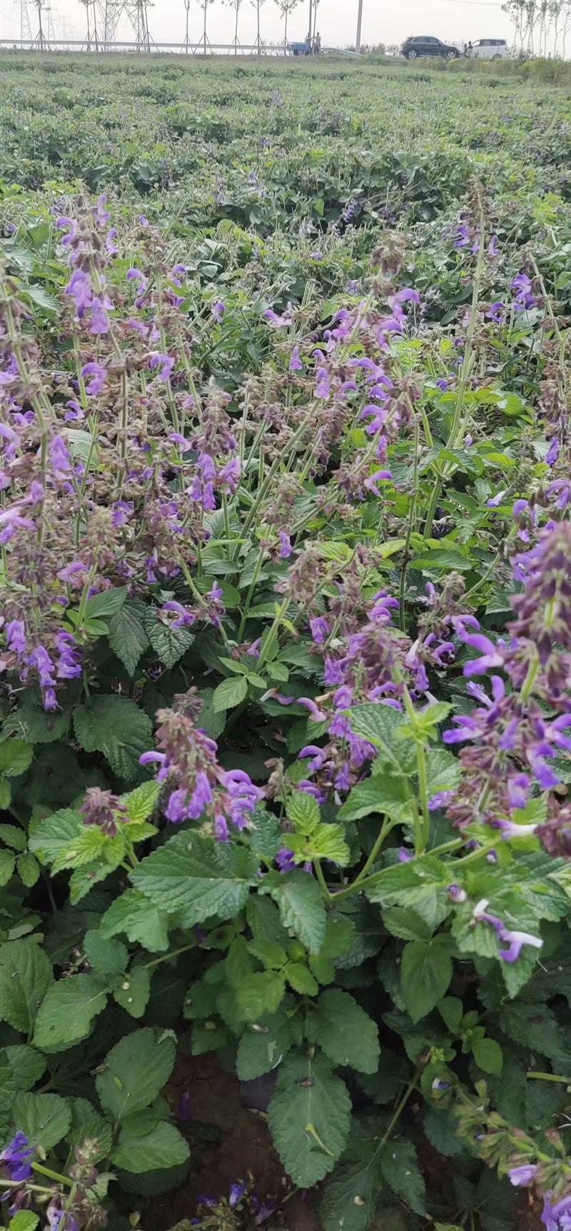 出售丹参苗销售厂家 血参苗多少钱一株 价格稳 收益高