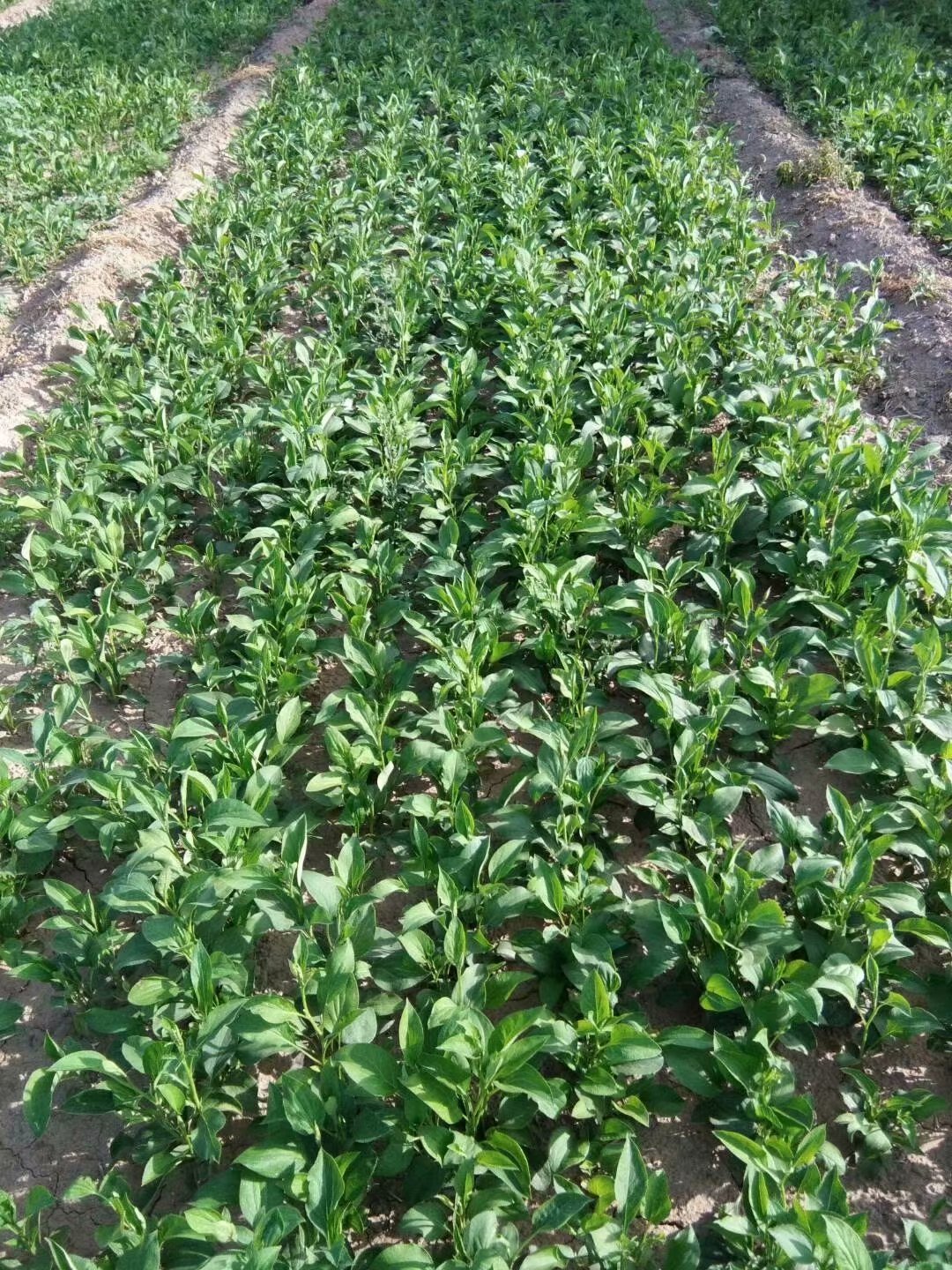 白术苗产量白术芽价格价格稳收益高