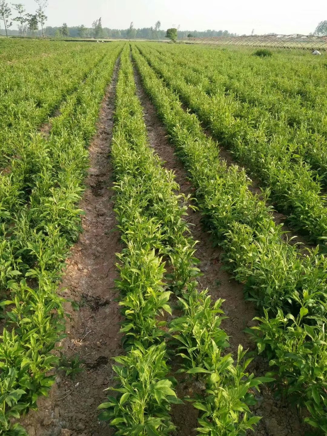 供应白术苗厂家 白术种子价格 价格稳 收益高