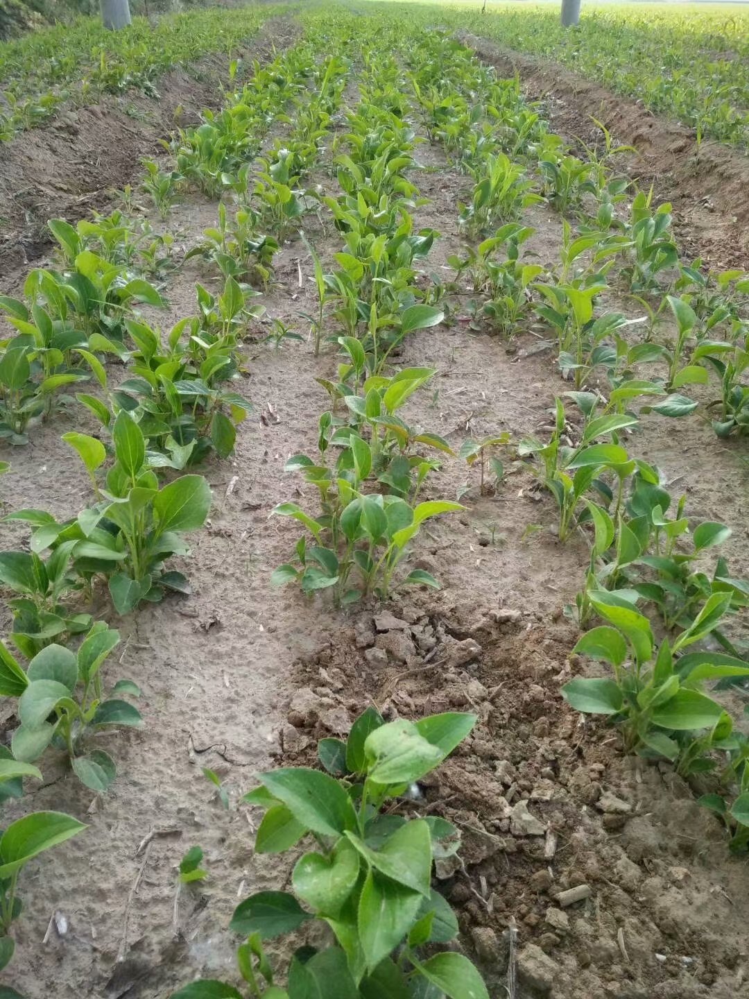 白术苗多少钱 白术种植利润 市场需求量大