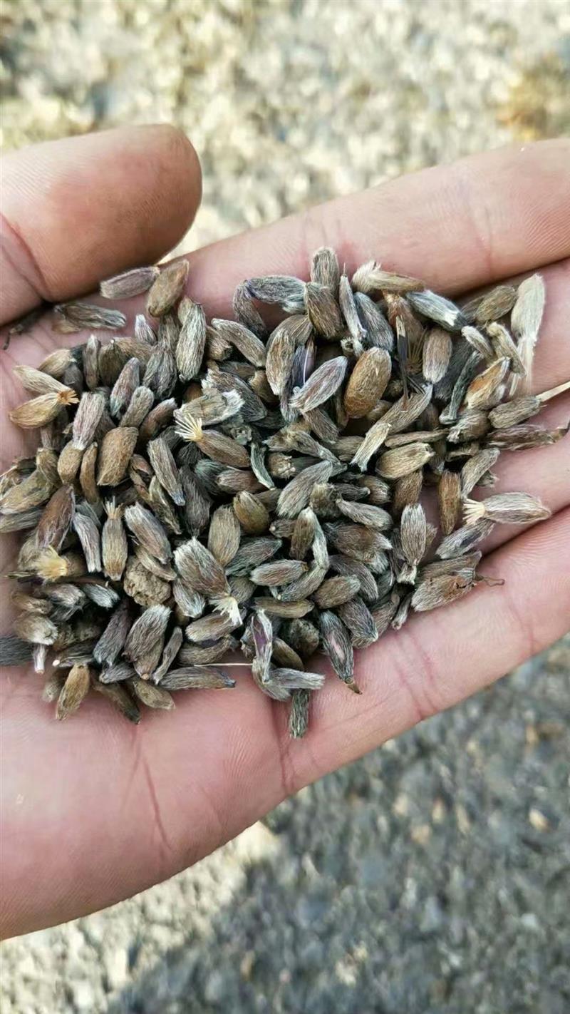 出售白术苗白术芽价格种子薄利多销包出芽率