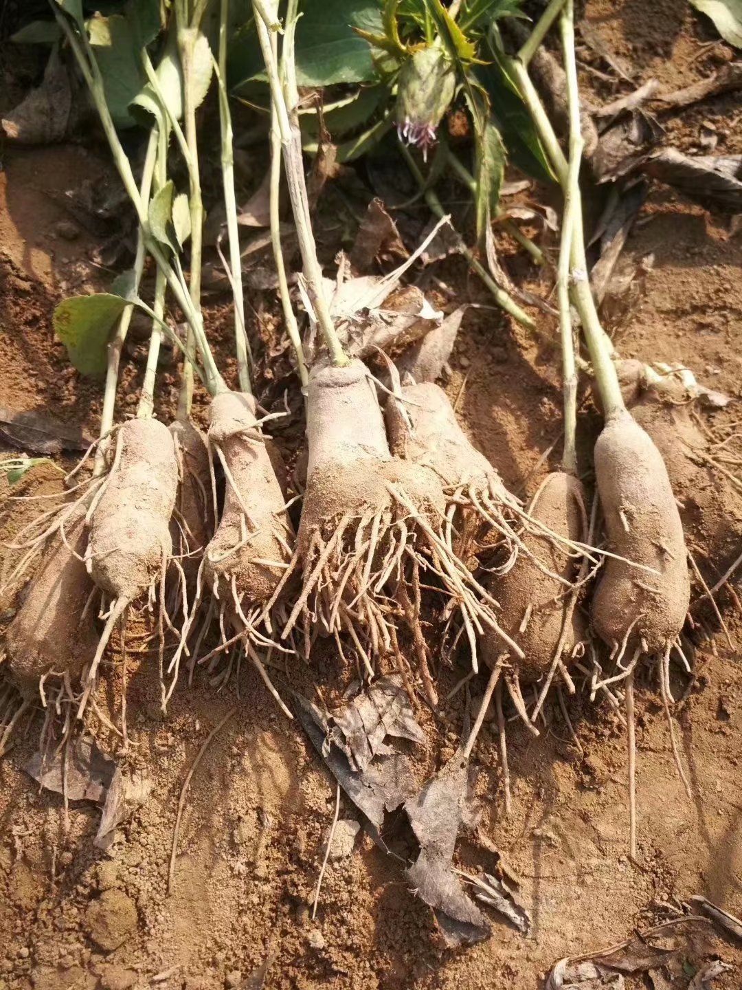 供應白朮苗中藥材收購 改良白朮芽子 市場需求量大