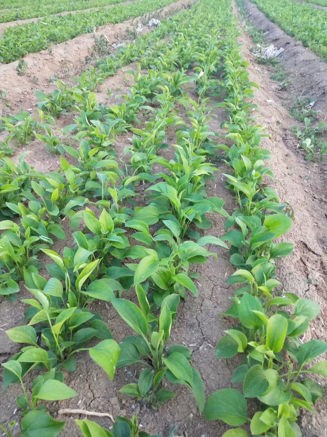 哪里有白术苗提供种植技术 改良白术芽子 市场需求量大