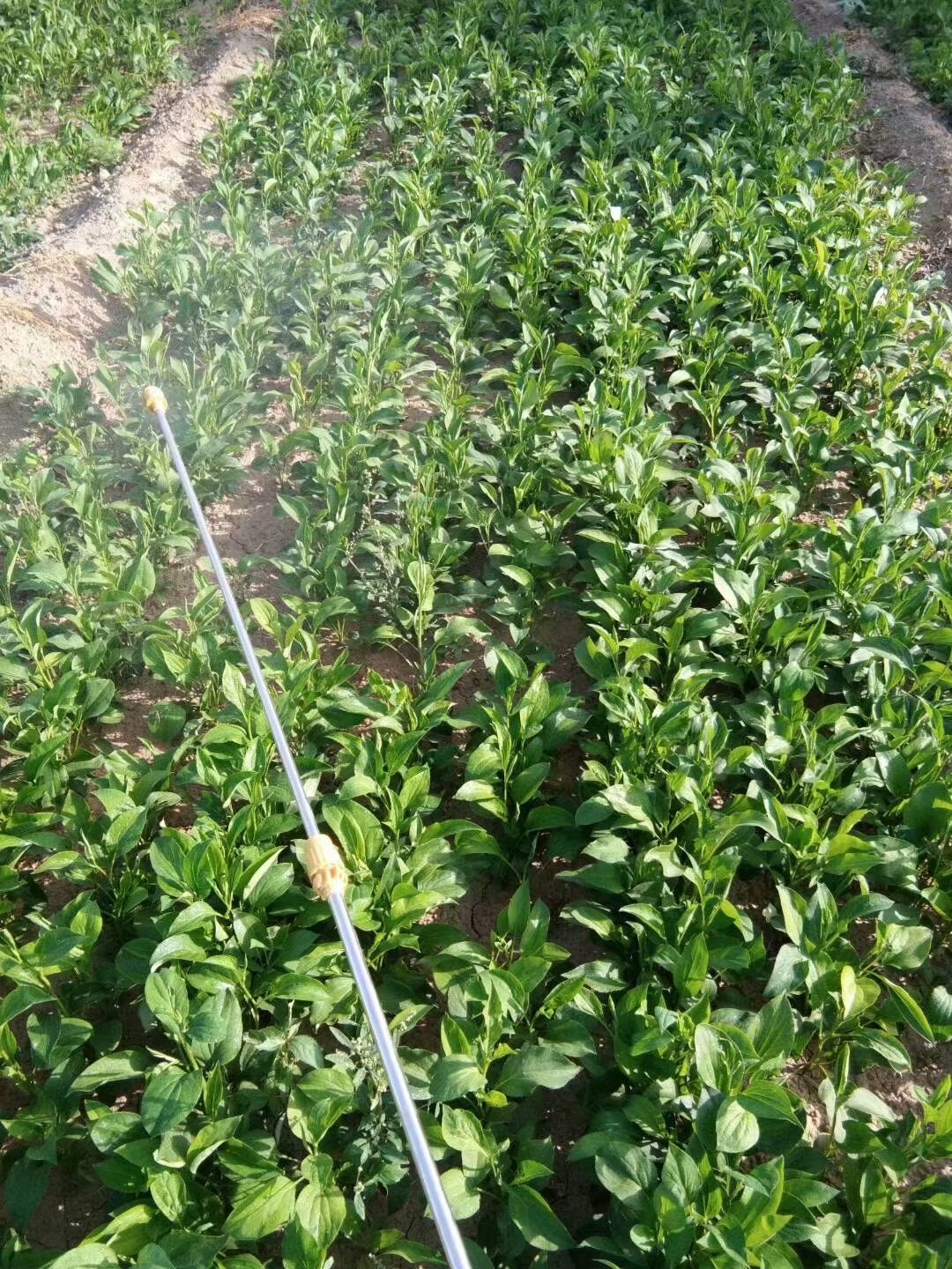 改良白术种子-改良白术种子供应/多少钱/哪家好-亳州市千谷中药科技有