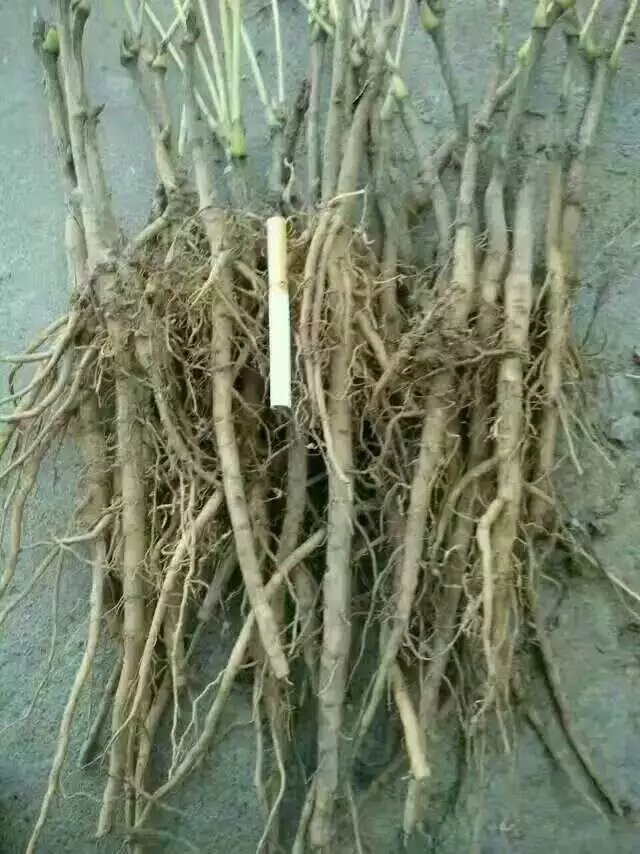 芍药苗适合什么土质种植 求购芍药种子 芍药苗专家指导种植