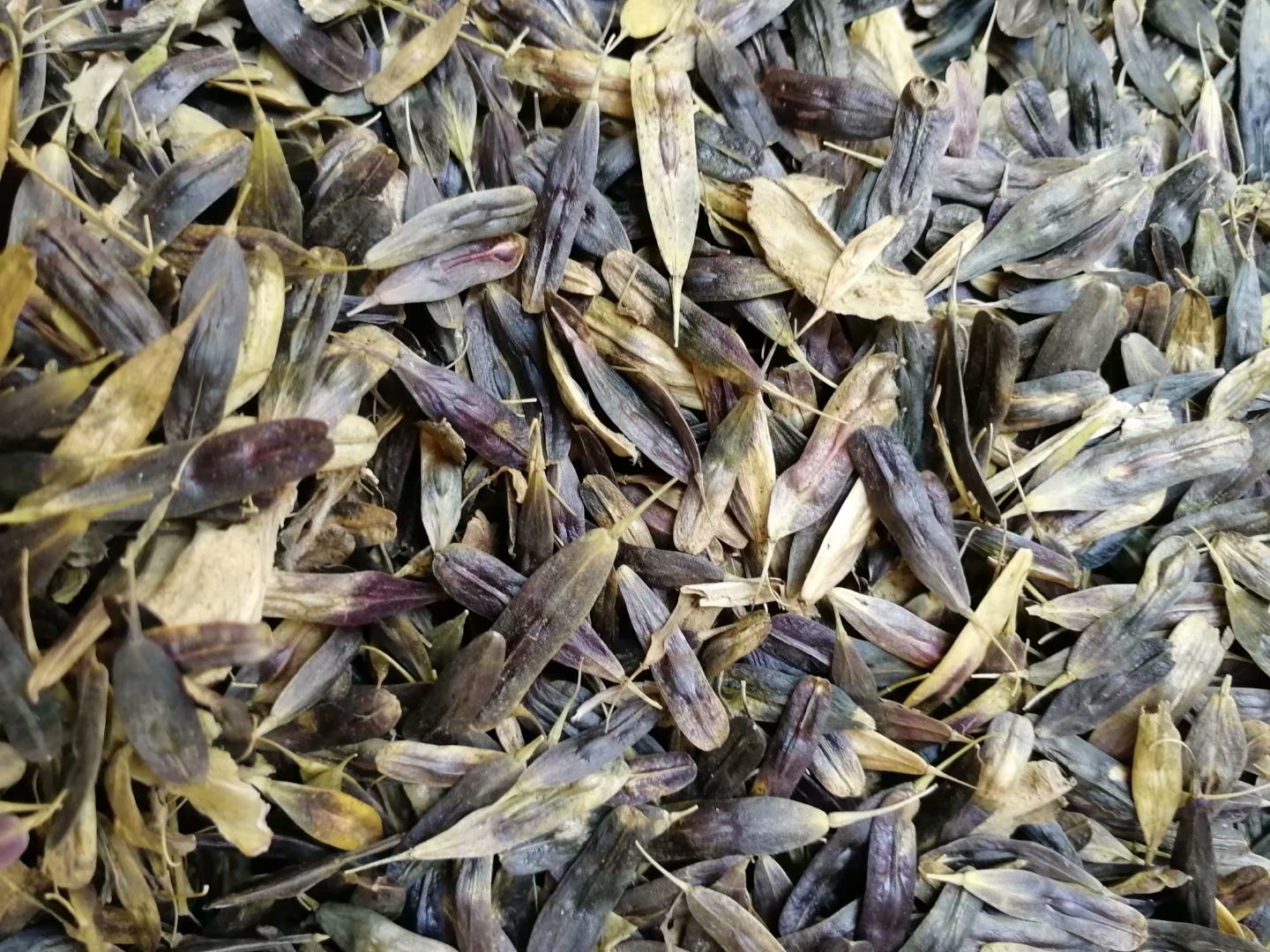 去哪买菊花苗厂家电话金丝皇菊苗多少钱一颗包回收包发芽