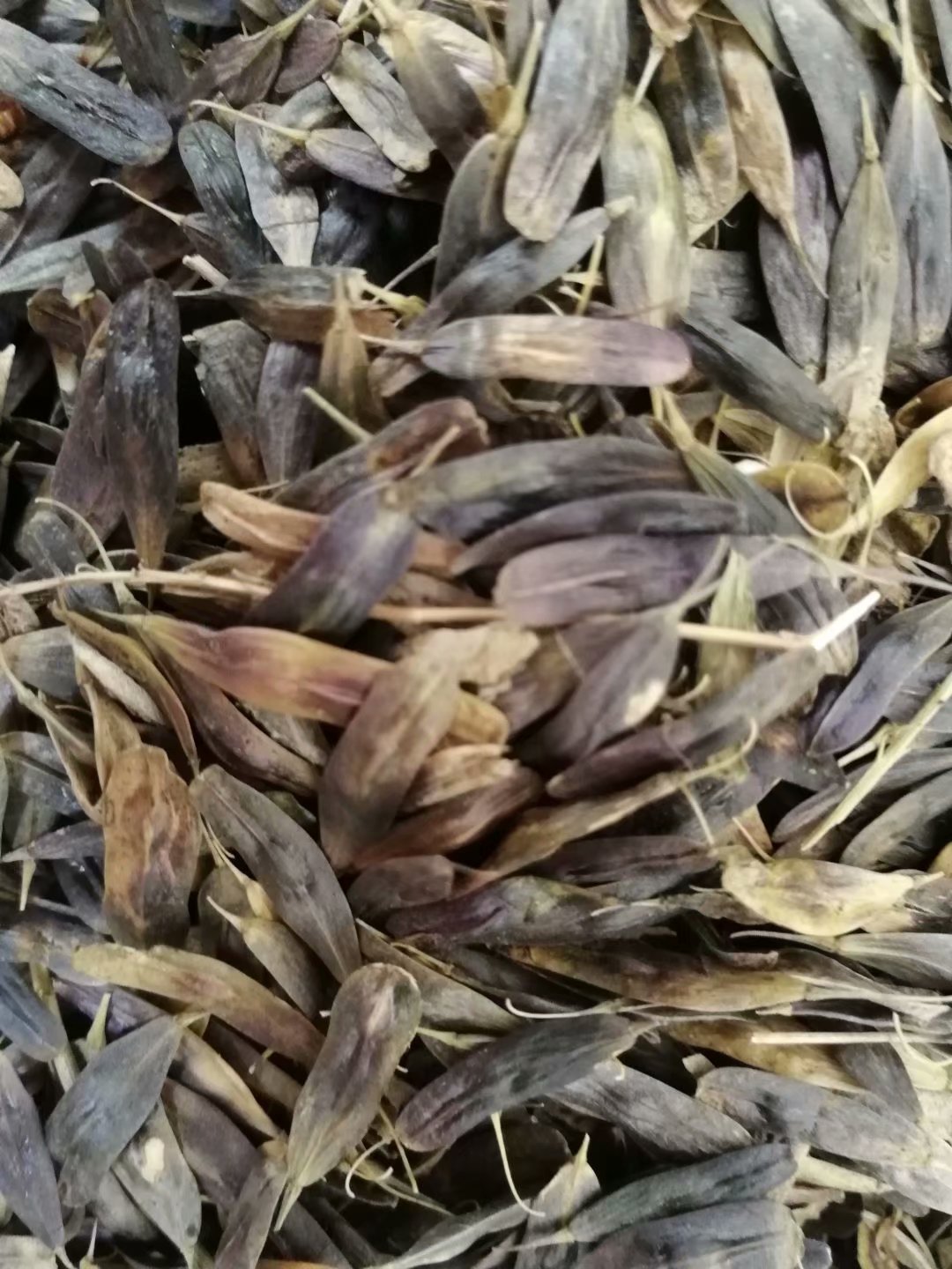 去哪买菊花苗厂家电话金丝皇菊苗多少钱一颗包回收包发芽