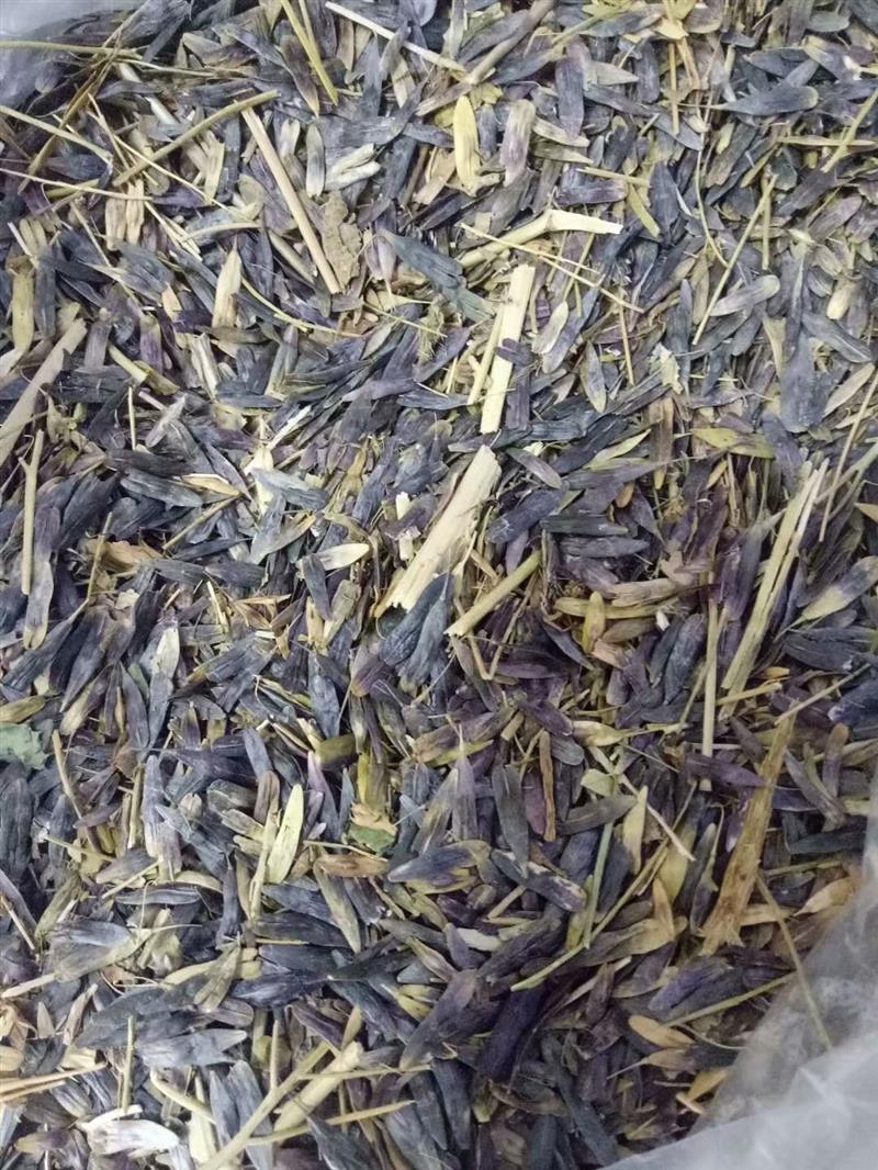 发芽率高的板蓝根种子大青叶种子