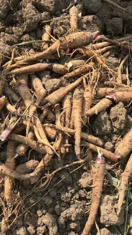 賣白芷種子基地供苗白芷適合什麼土質種植價格優惠品質好