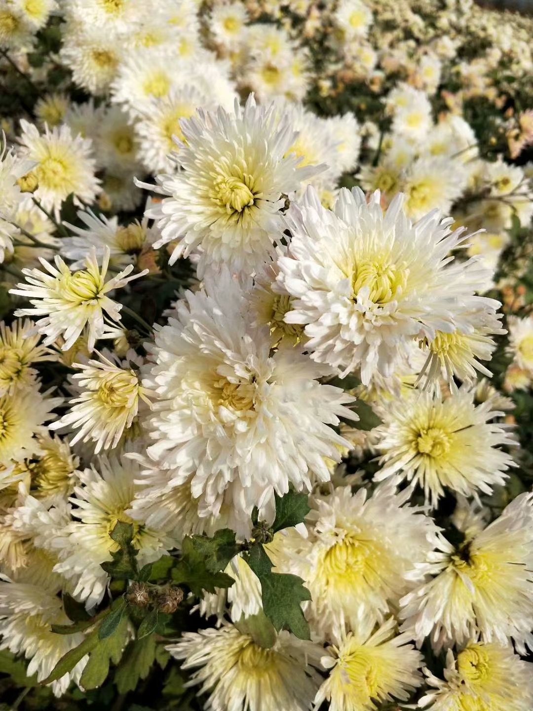 批发菊花苗电话菊花种植利润基地直销批发零售