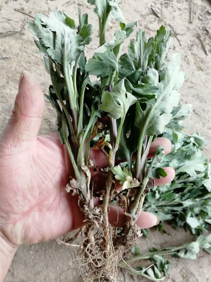 菊花苗种植方法:1,你小苗先定植缓苗不要暴晒(苗大