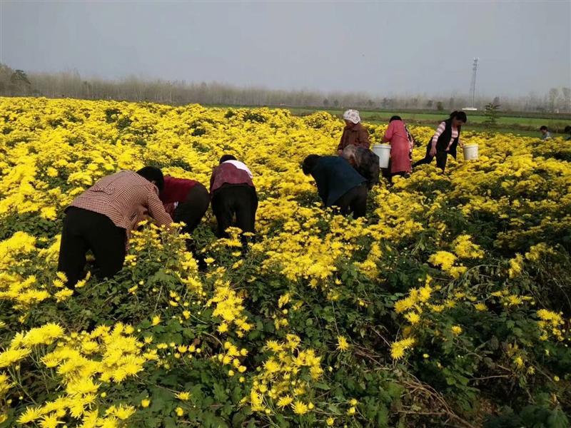 菊花种苗作为草本生植物.株高20～200cm,通常30～90cm.