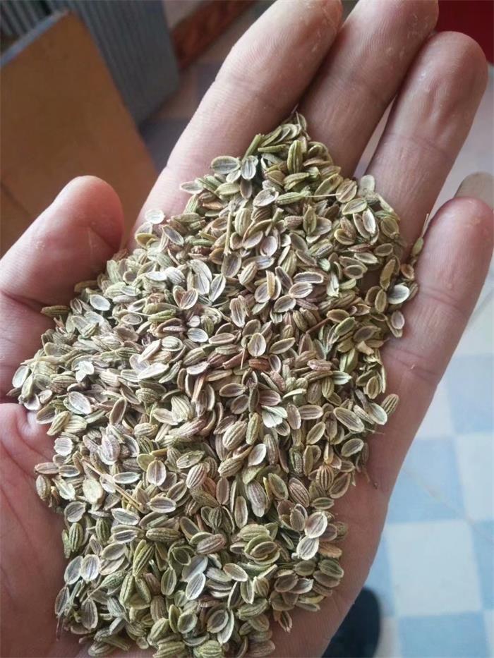 求购防风种子厂家 防风苗 发芽率高