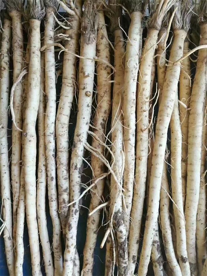 防风种子批发价防风亩产量发芽率高