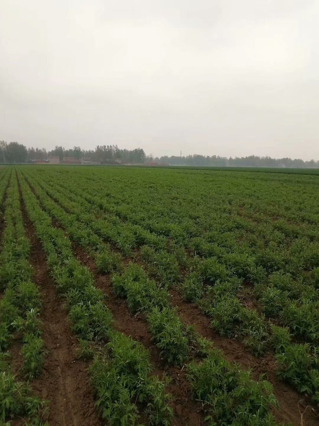 供应苍术苗中药材种植 苍术种子 性温 味辛