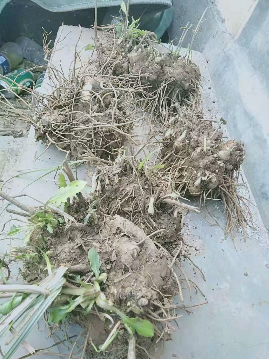 供应苍术苗基地供苗 苍术种植利润 可燥湿健脾