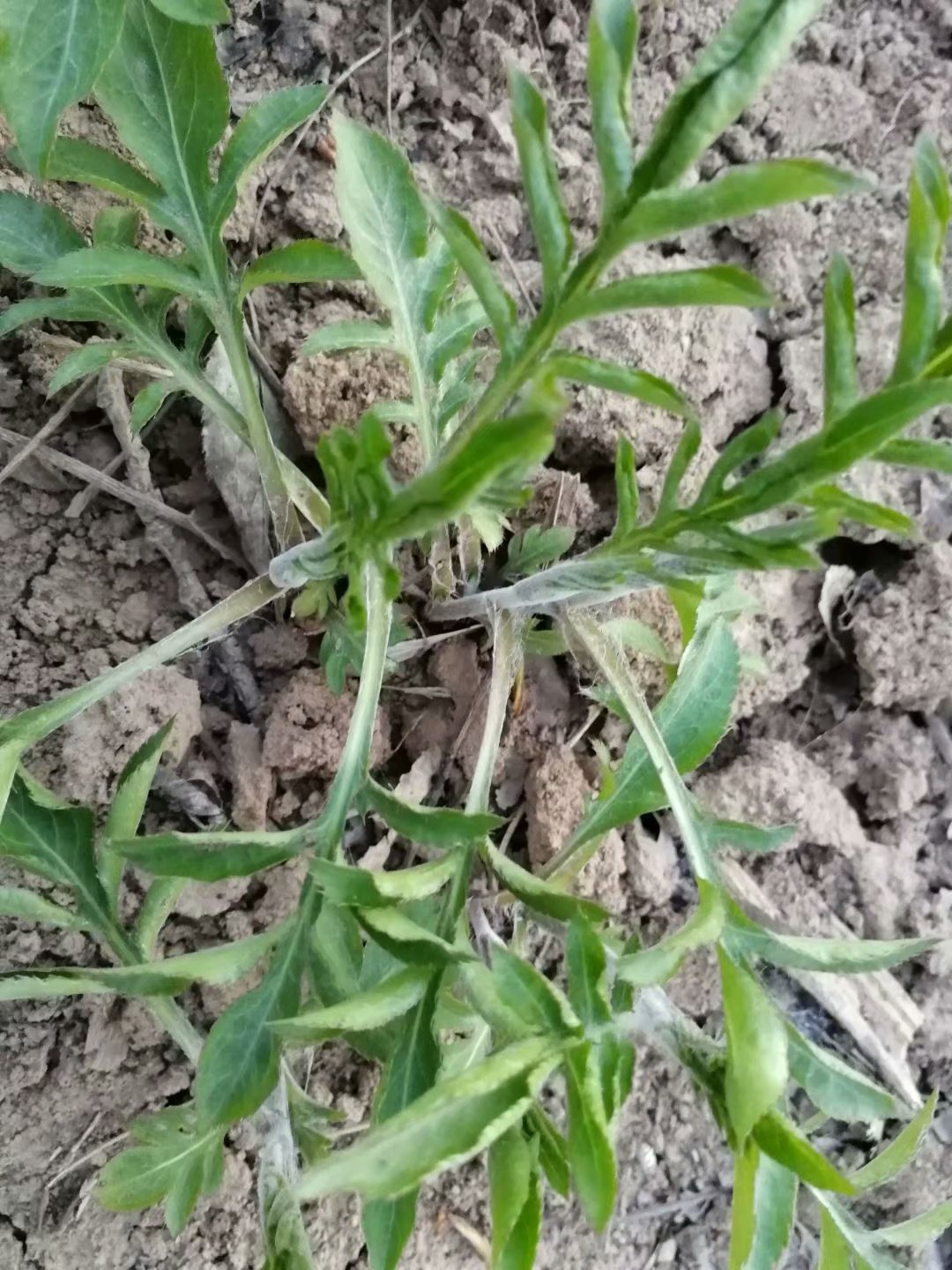 苍术苗多少钱一株 北苍术种子 药用价值 市场价值较高