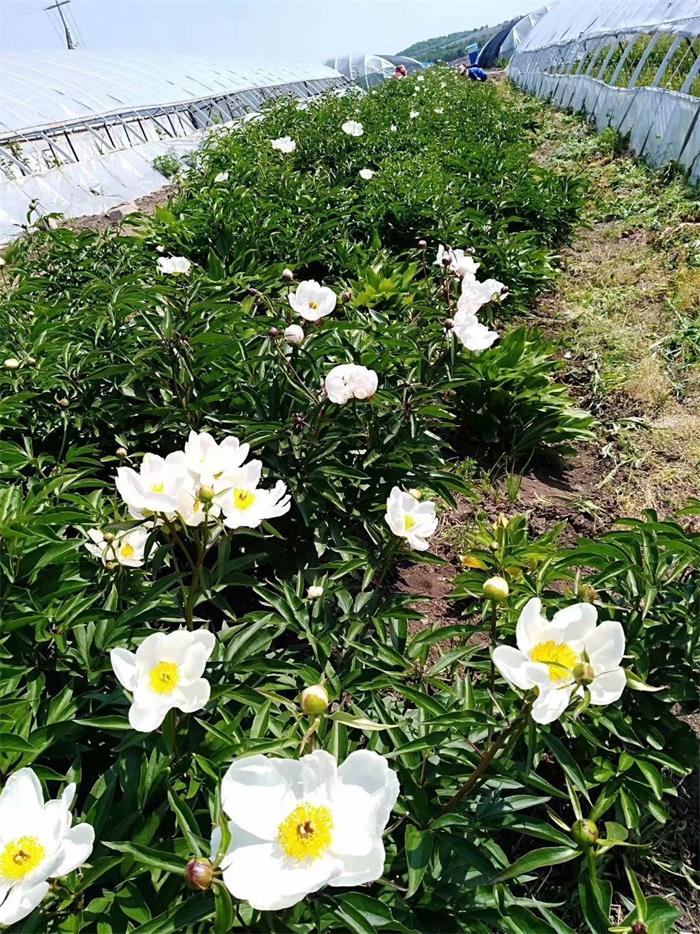 芍药种子的种植方法和时间(凤仙花种子的种植方法和时间)