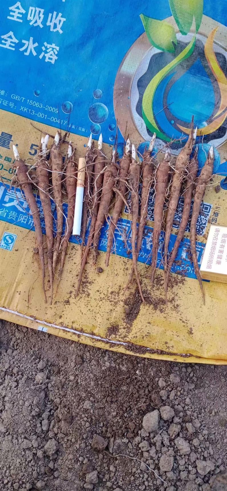 批发芍药苗 求购芍药种子 花大色艳 观赏性佳