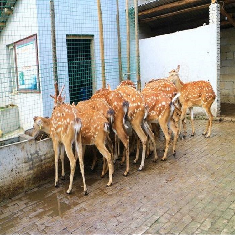 沸石粉价格 沸石