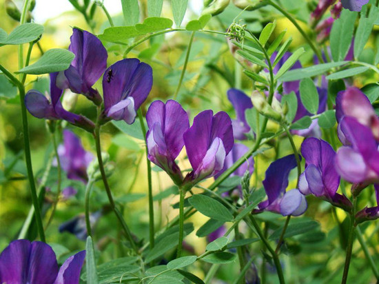 紫云英种子基地直销紫花苜蓿种子发芽率高
