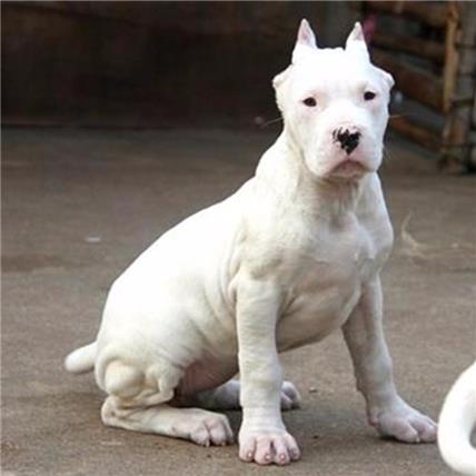 纯种杜高犬 长沙杜高犬养殖