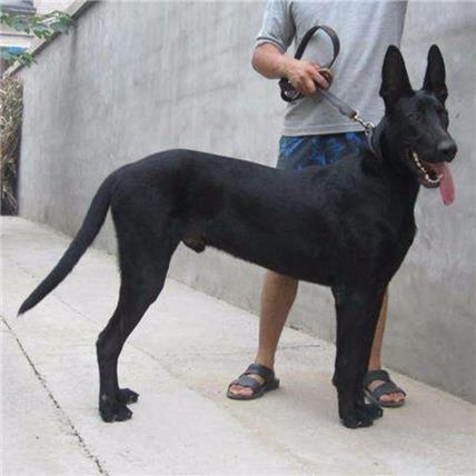 黑狼犬出售 包头黑狼犬出售