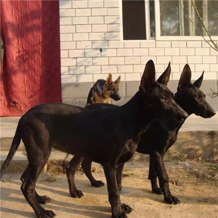 黑狼犬價格無錫黑狼犬圖片