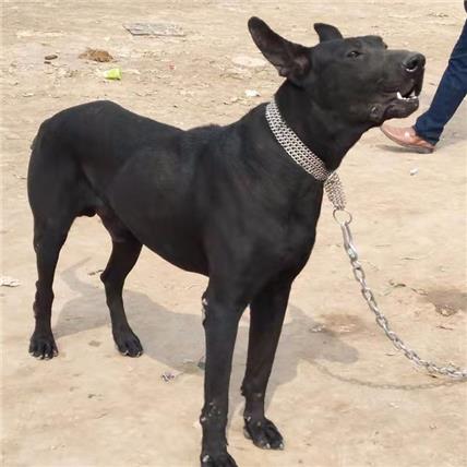 黑狼犬出售 包头黑狼犬出售
